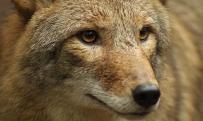 Close-up-of-Coyote-Coyote-Portrait-hunting-coyote-featured-ss