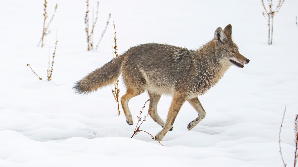 Coyote-in-snow
