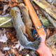 Squirrel-Hunting-Tips-Beginners-Basic-Hunters-Hunters