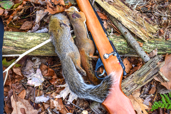 Squirrel-Hunting-Tips-Beginners-Basic-Hunters-Hunters