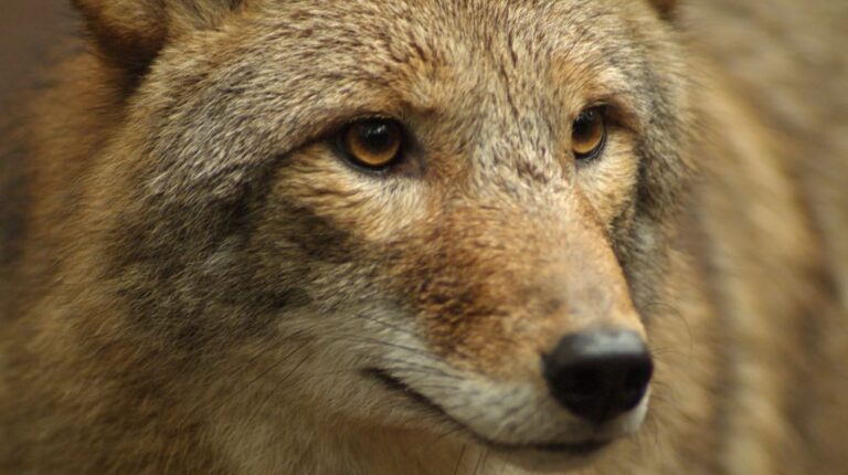 Close-up-of-Coyote-Coyote-Portrait-hunting-coyote-featured-ss