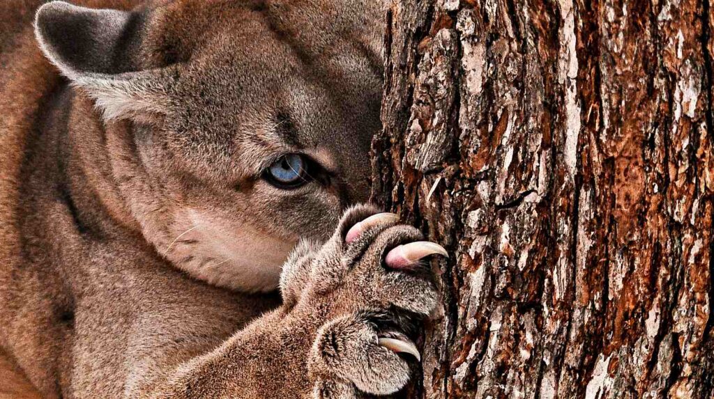 Featured | Beautiful portrait of a canadian cougar | Stupid People With Guns: What NOT To Do In A Cougar Attack