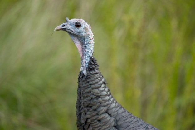 Turkey